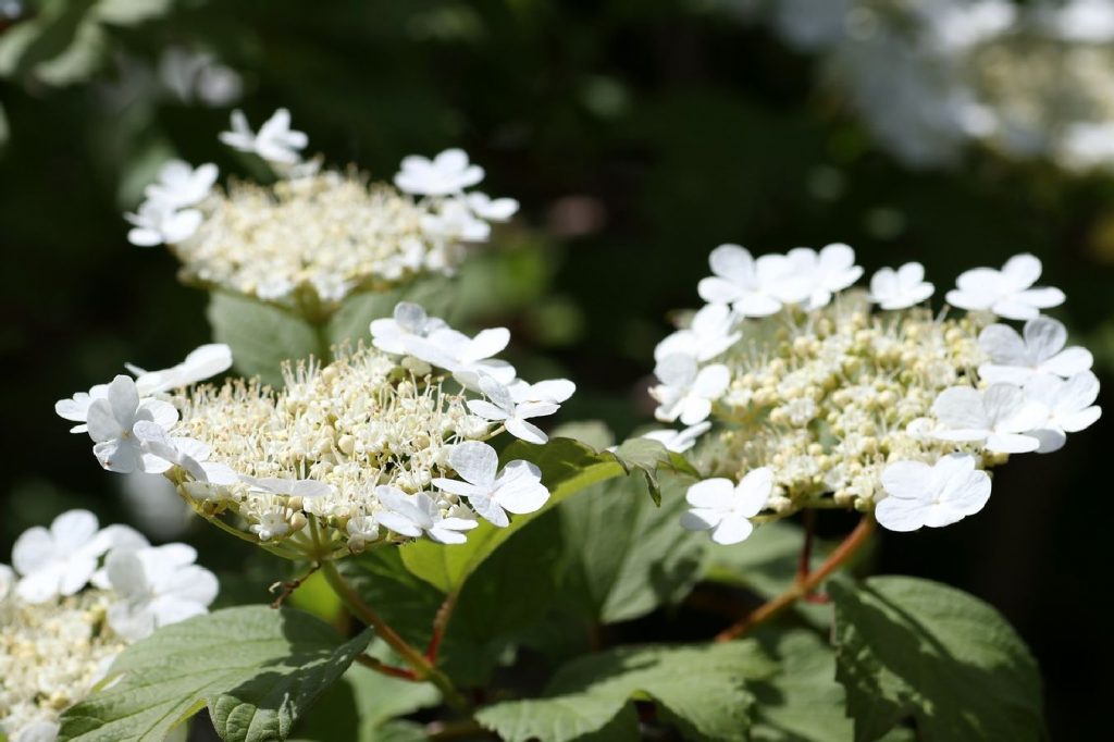 haie de viburnum