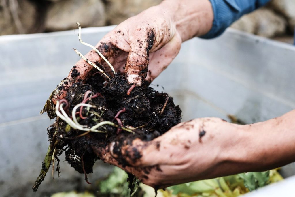 vers rouge compost