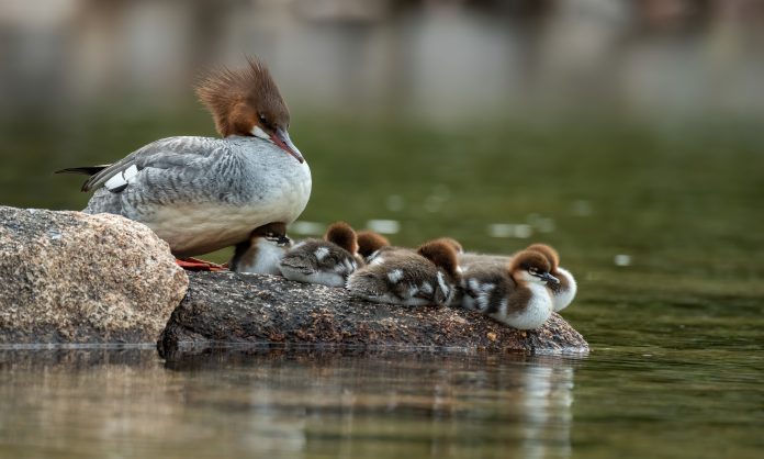 bassin pour canard