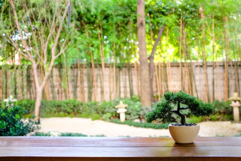 bonsai jardin japonais
