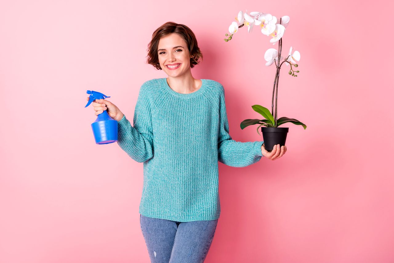 entretien orchidée