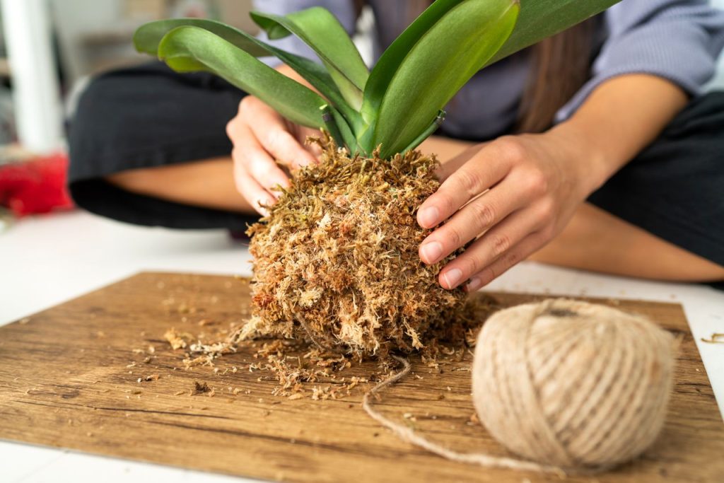 terre pour orchidée