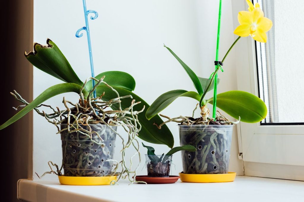 pot DIY orchidée