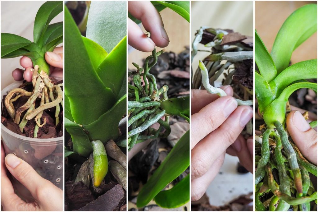 racines orchidées