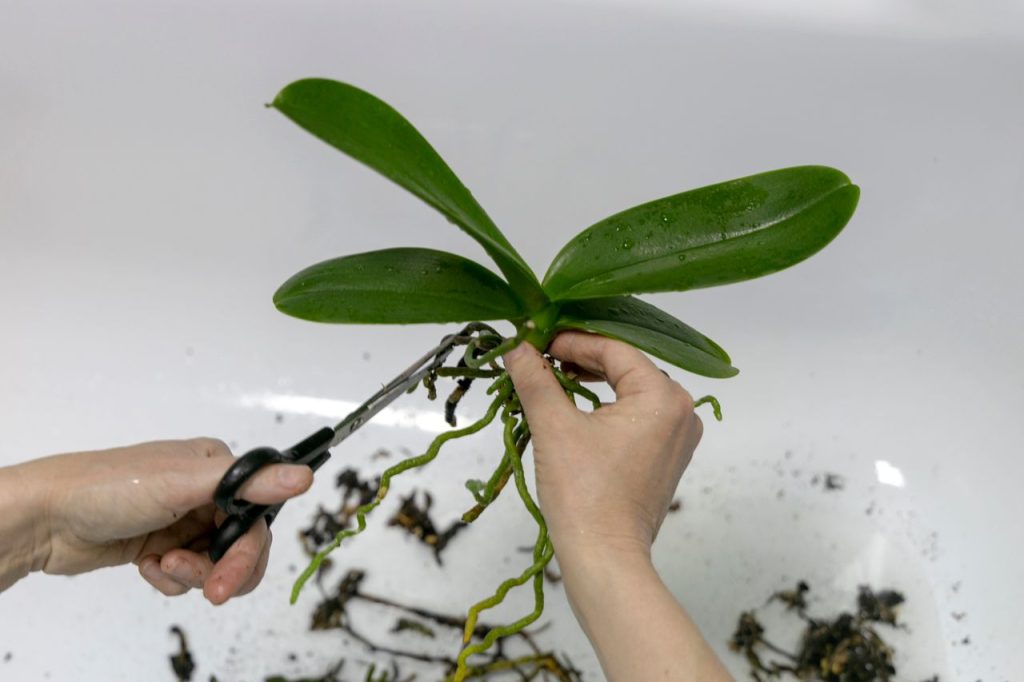 taille des racines d'une orchidée