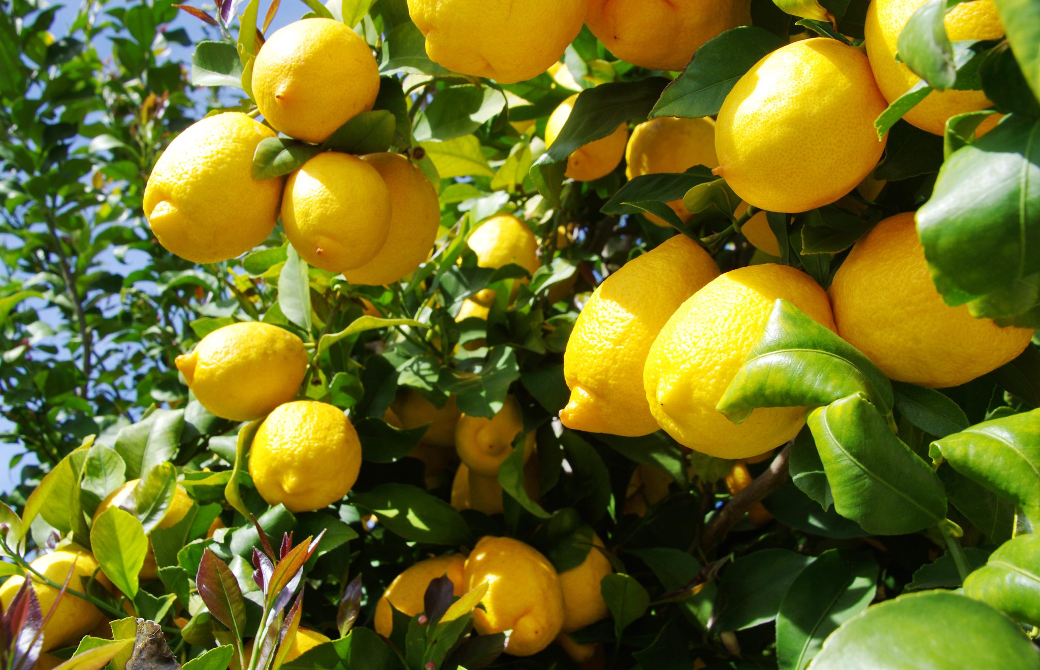 Guide pratique Greffer un citronnier en toute simplicité