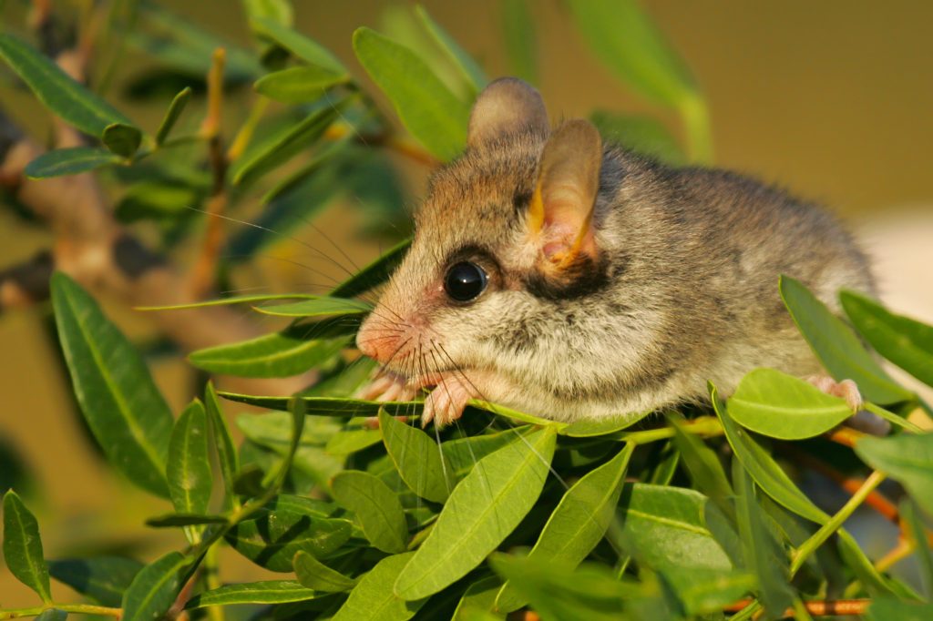 Gros Loir Dans La Nature Avec Le Piège Photo stock - Image du trappe, loir:  204893338