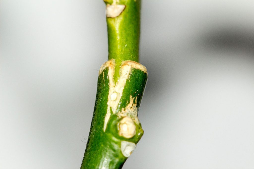 Guide pratique Greffer un citronnier en toute simplicité