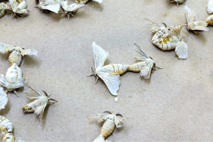 stopper proliferation de mite alimentaire