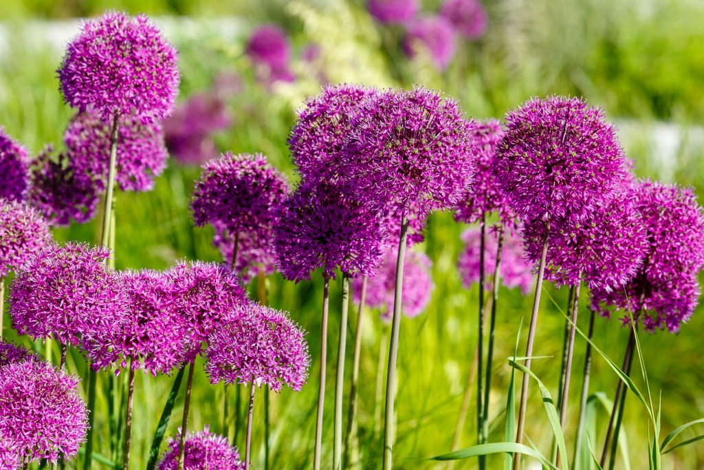 fleurs d'ail violette