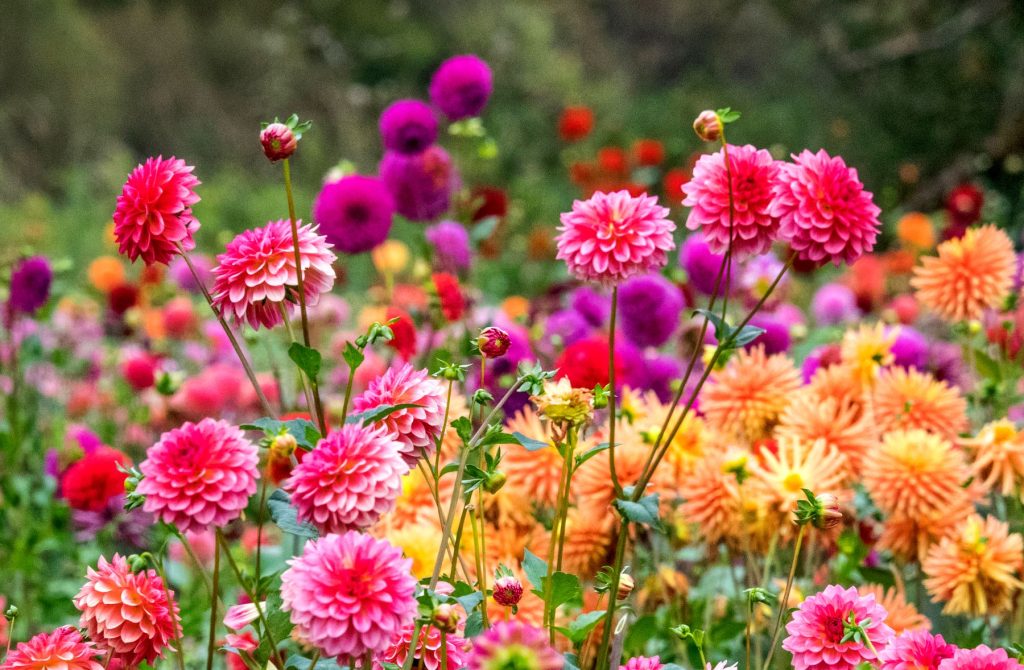 différentes couleurs de dahlia