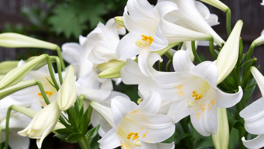 lys fleurs à bulbe
