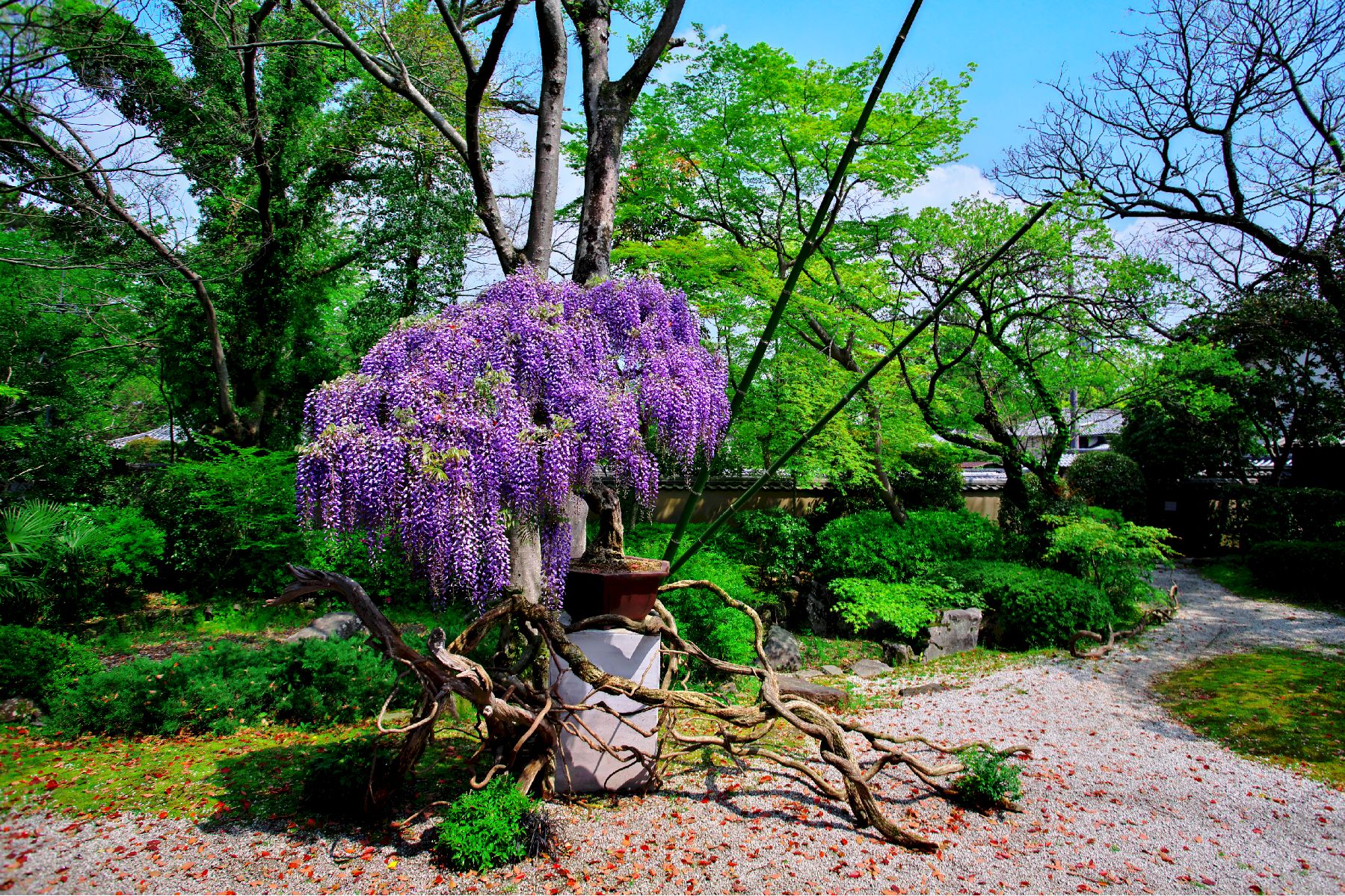 bonsai en fleurs en pot