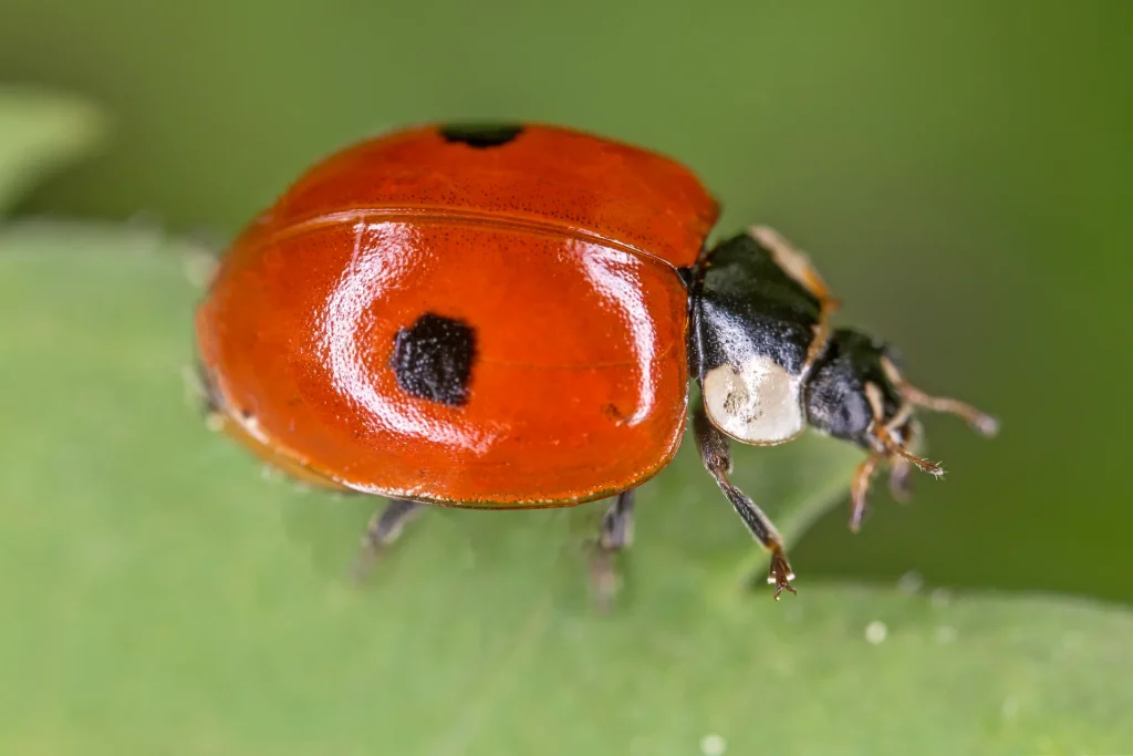 coccinelle Adalia bipunctata