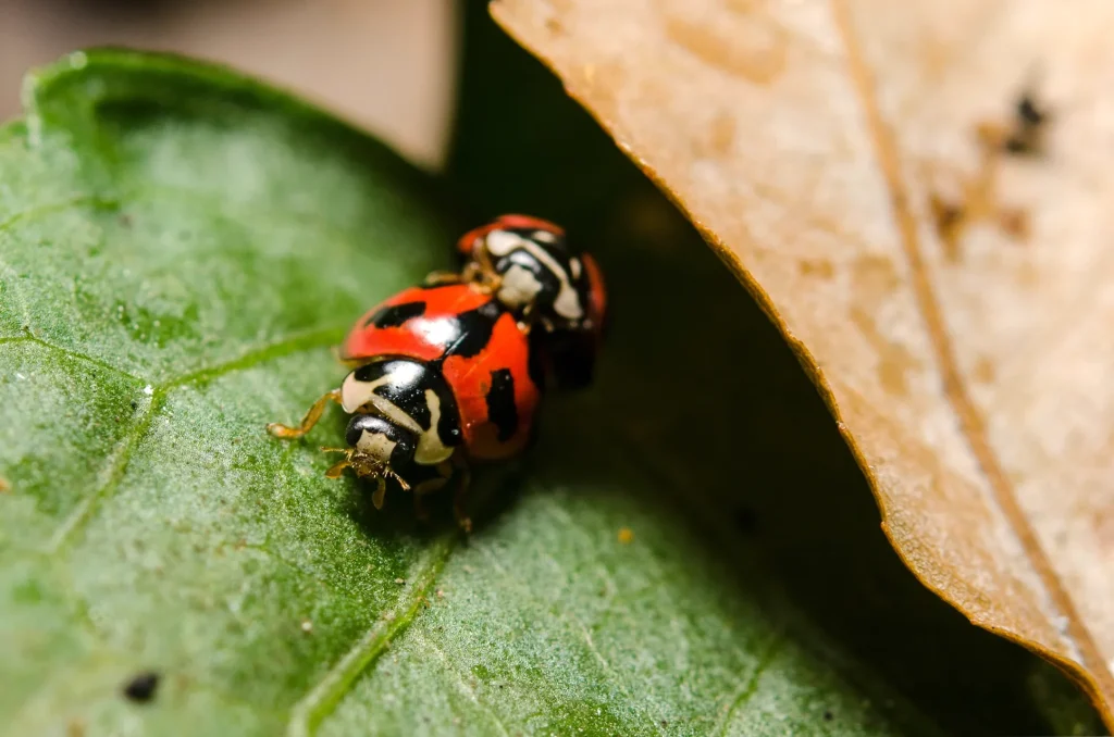 coccinelle Oenopia conglobata