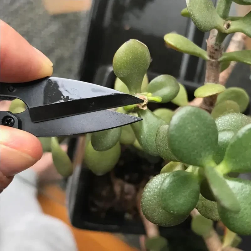 Ciseaux pour enlever les feuilles de bonsaï : Mini-sécateur – Image 4