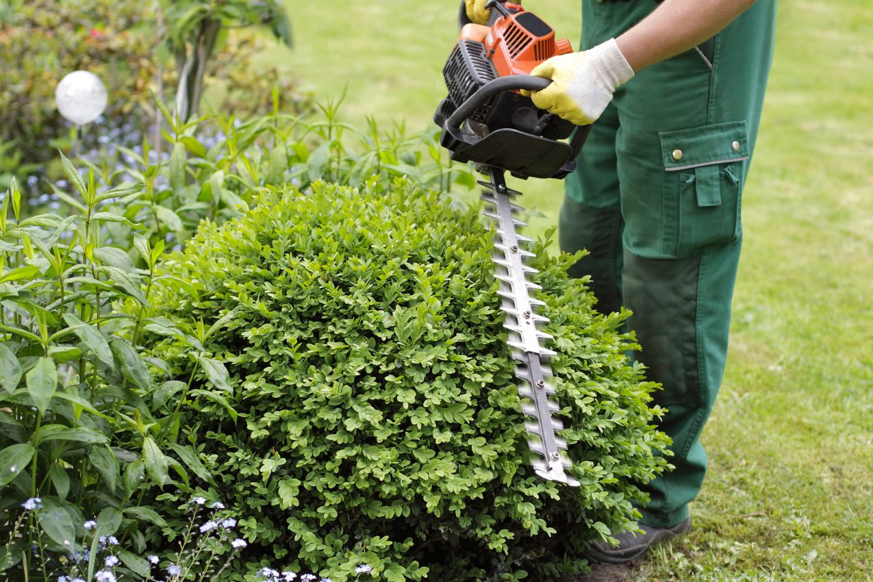 Taille Hait jardinier paysagiste