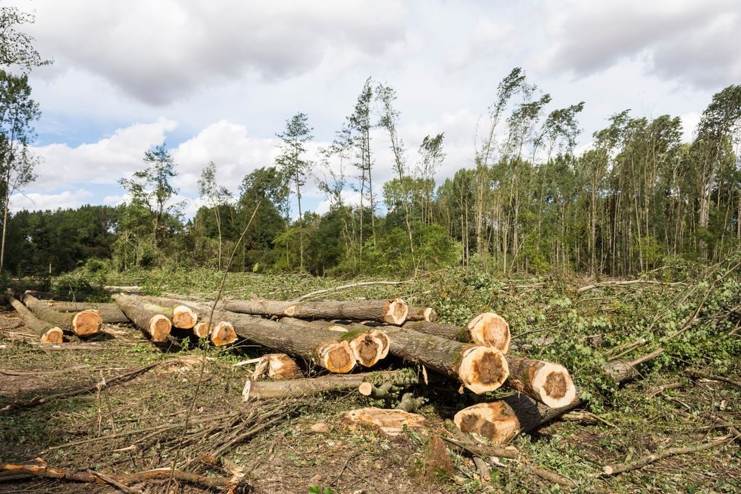 parcelle forestière